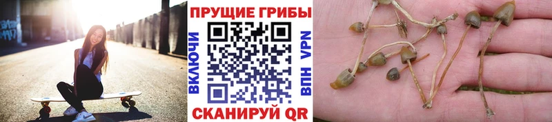купить   площадка состав  Галлюциногенные грибы Psilocybe  Невельск 